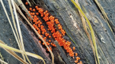 Гриб из Полоцк