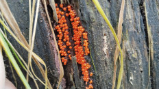 Гриб из Полоцк