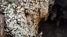 Гриб из Полоцк