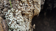 Гриб из Полоцк