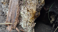 Гриб из Полоцк