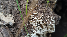 Гриб из Полоцк