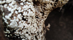 Гриб из Полоцк