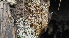 Гриб из Полоцк