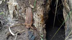 Гриб из Полоцк