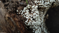 Гриб из Полоцк