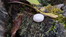 Энтеридиум дождевиковый