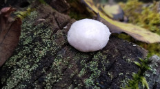 Энтеридиум дождевиковый