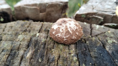 Энтеридиум дождевиковый