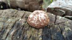 Энтеридиум дождевиковый