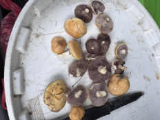 Гриб из Керчь