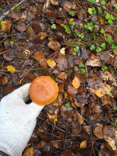 Гриб из Ивановская обл.