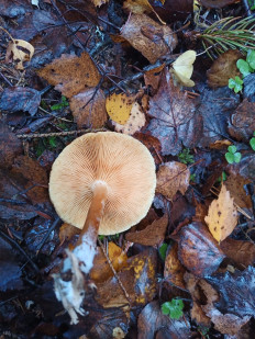 Гриб из Ивановская обл.