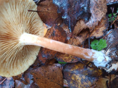 Гриб из Ивановская обл.