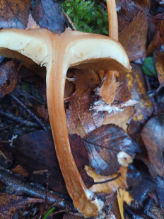 Гриб из Ивановская обл.