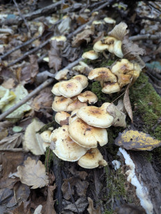 Гриб из Воронеж