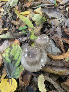 Гриб из Краснодар (Краснодарский край)