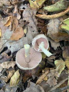 Гриб из Краснодар (Краснодарский край)