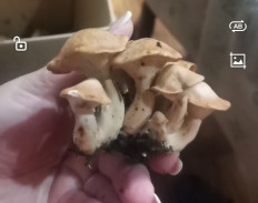 Гриб из Черкесск