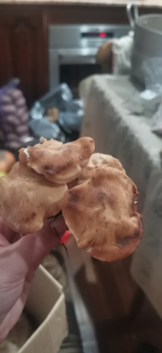 Гриб из Черкесск