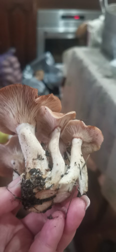 Гриб из Черкесск