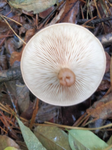 Гриб из Киев