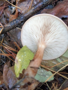 Гриб из Киев