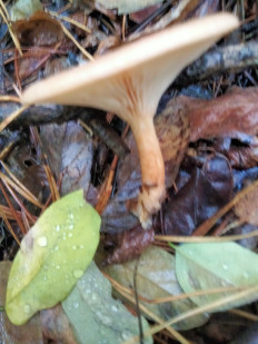 Гриб из Киев