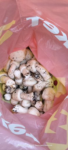 Гриб из Краснодарский край, пос. Горный