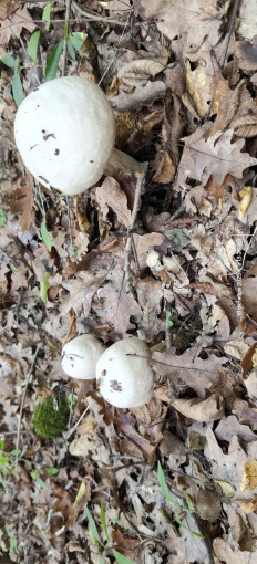 Гриб из Краснодарский край, пос. Горный