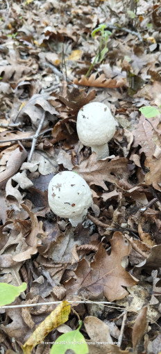 Гриб из Краснодарский край, пос. Горный