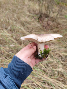 Гриб из Воронеж