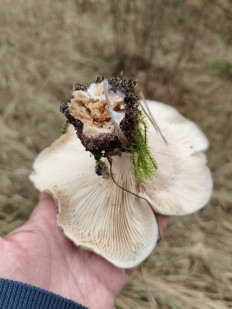 Гриб из Воронеж