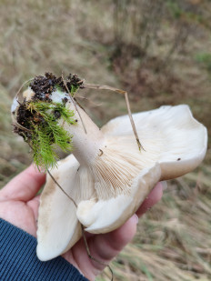 Гриб из Воронеж