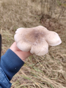 Гриб из Воронеж