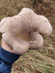 Гриб из Воронеж