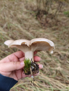 Гриб из Воронеж