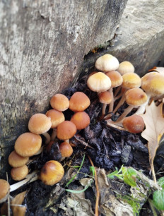 Гриб из Анна