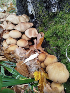 Гриб из Анна