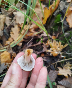 Гриб из Анна