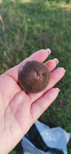 Гриб из Карачаевск