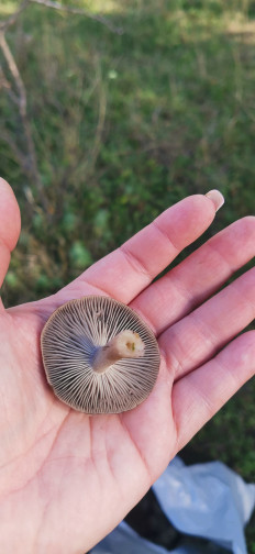 Гриб из Карачаевск