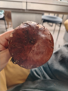 Гриб из Пятигорск