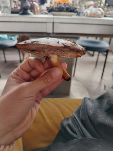 Гриб из Пятигорск