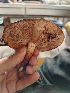 Гриб из Пятигорск