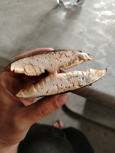 Гриб из Пятигорск