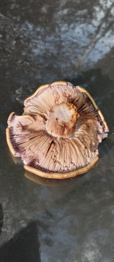 Гриб из Туапсе