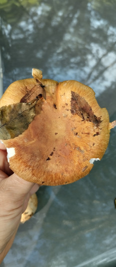 Гриб из Туапсе