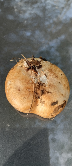 Гриб из Туапсе