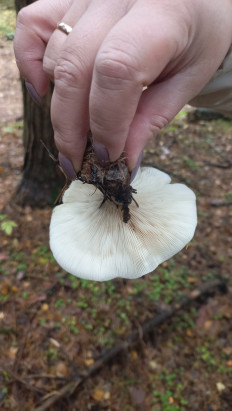 Гриб из Пушкино. Московская обл.